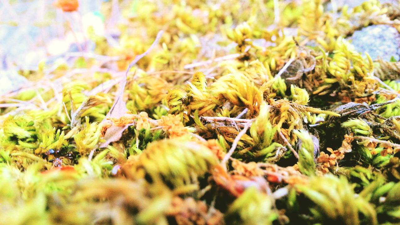 抖音自助赞平台24小时发货|ks24小时自助下单商城|轻松提升您的在线业务